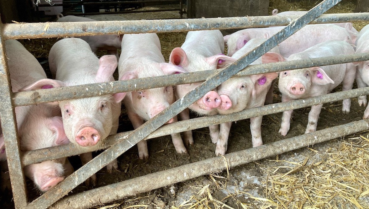 Piglets at 2-3 weeks old