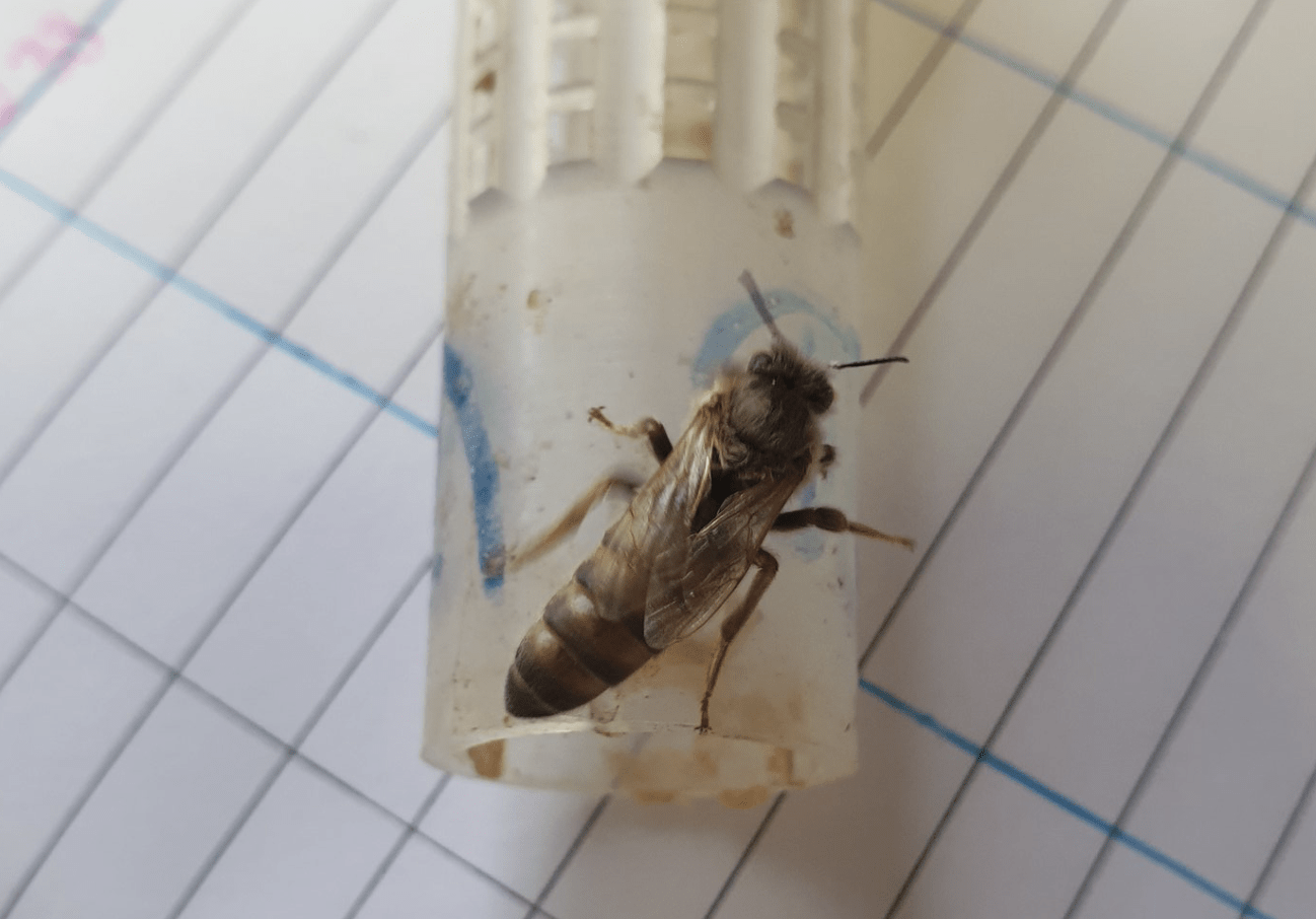 Virgin honey bee queen