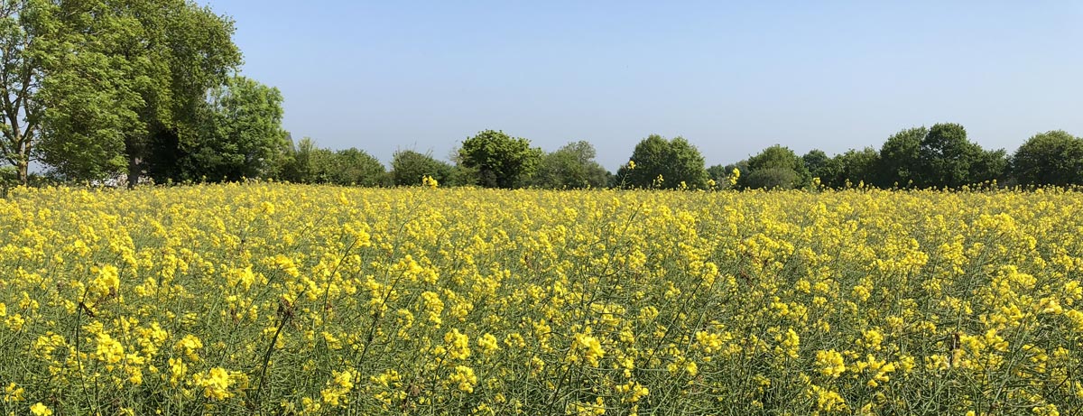 Field of Oilseed Rape