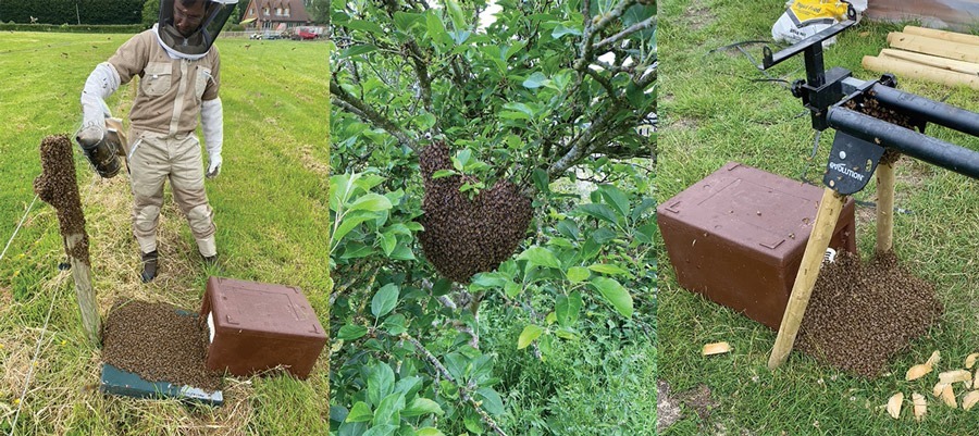 images of swarms caught in 2022