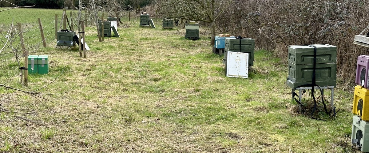 Apiary in an orchard