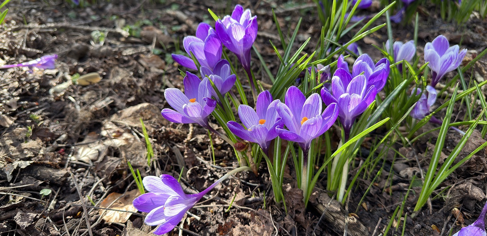 crocuses in spring